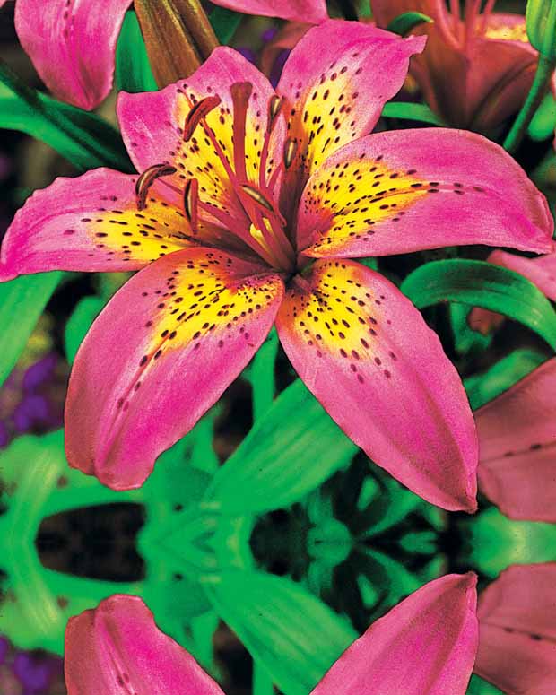 2 Lis asiatiques Silly Girl - Lilium silly girl - Plantes