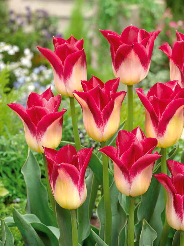 10 Tulipes Triomphe Romano - Tulipa romano - Plantes