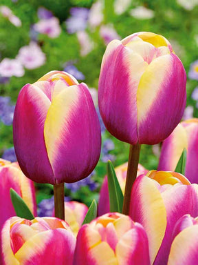 10 Tulipes Triomphe Atlantis - Tulipa atlantis - Plantes