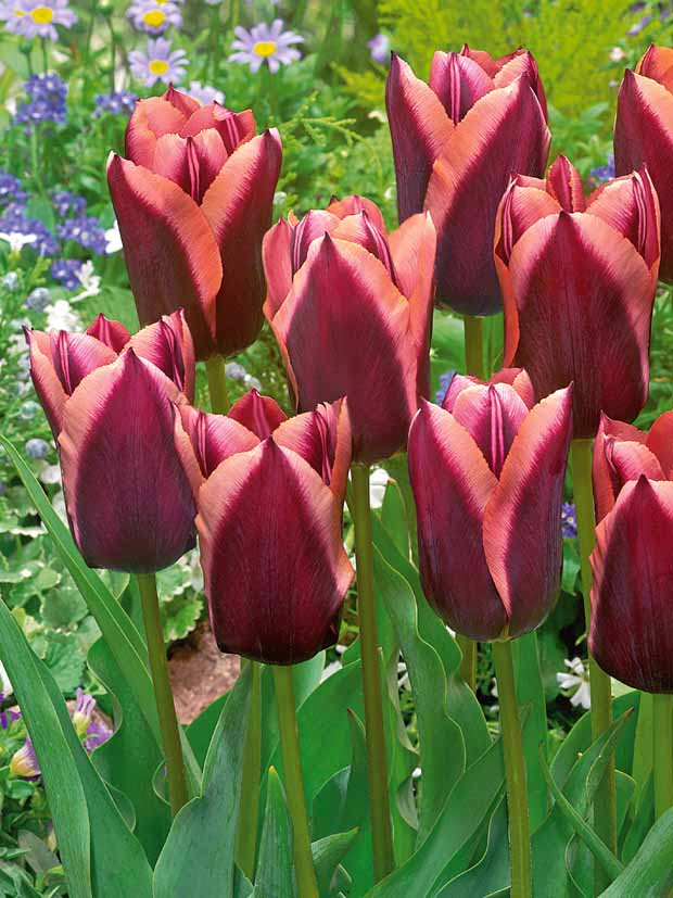 10 Tulipes Triomphe Slawa - Tulipa slawa - Plantes