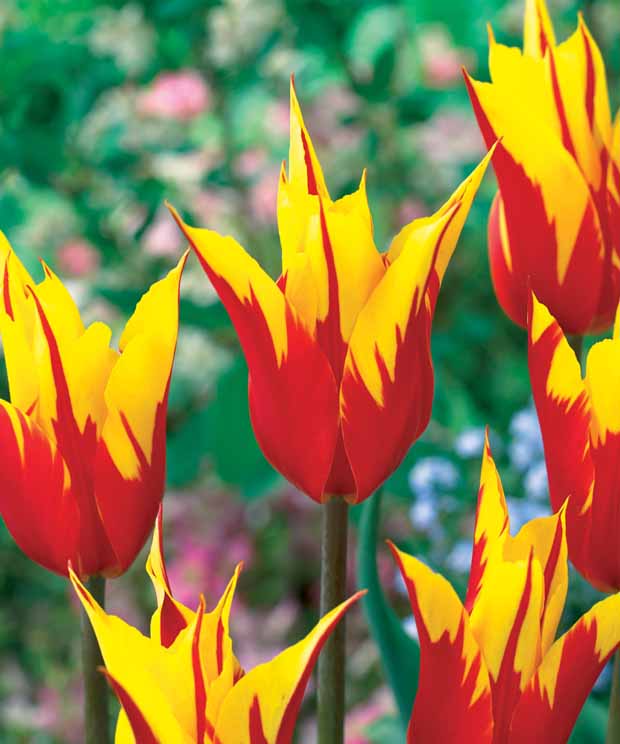 Coll. 30 tulipes fleur de lis :Aile de feu,Etoile verte,Amour eternel - Tulipa'firewings','greenstar','lasting love' - Bulbes à fleurs