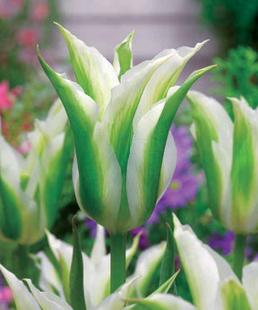 Tulipa'firewings','greenstar','lasting love'