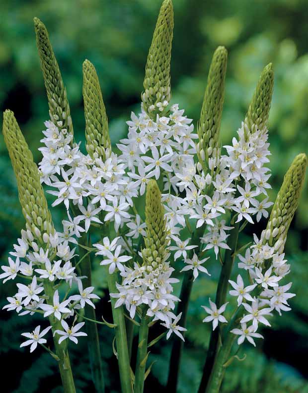 3 Ornithogalums Sochi - Ornithogalum sochi - Plantes