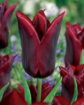 Coll. 30 tulipes fleur de lis :Aile de feu,Etoile verte,Amour eternel - Tulipa'firewings','greenstar','lasting love' - Tulipe