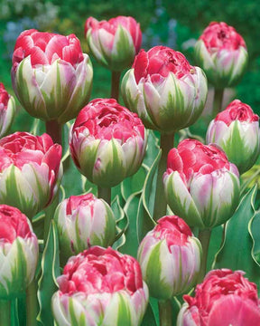 5 Tulipes fleur de pivoine Sensation Double - Tulipa sensation double - Plantes