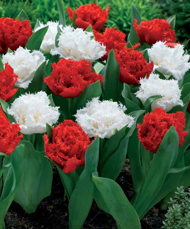 10 Tulipes doubles frangées rouges Anfield et blanches Snow crystal - Tulipa anfield , snow crystal - Plantes