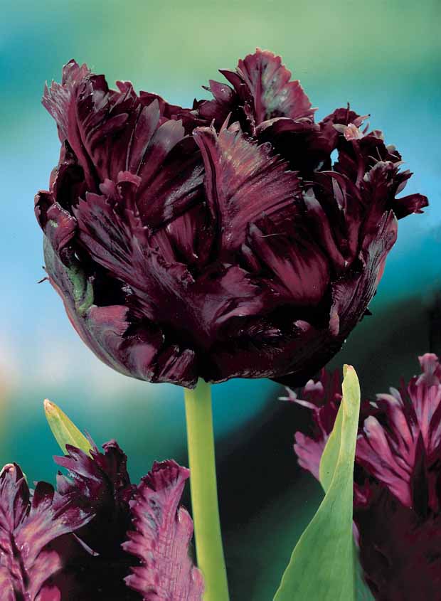 10 Tulipes perroquet Black Parrot - Tulipa black parrot - Plantes