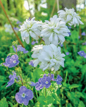 5 Saxifrages granulata Flore Pleno - Saxifraga granulata flore pleno - Plantes