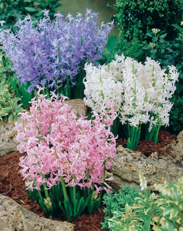 9 jacinthes multiflores Festival (3 bleues + 3 blanches - Hyacinthus festival - Plantes