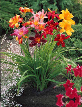 10 Lis perpétuels en mélange - Hemerocallis - Plantes