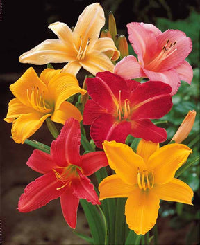 10 Lis perpétuels en mélange - Hemerocallis - Plantes vivaces