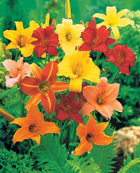 10 Lis perpétuels en mélange - Hemerocallis - Plantes