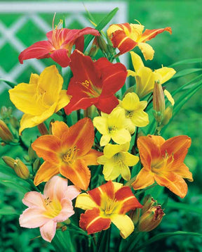 Hemerocallis