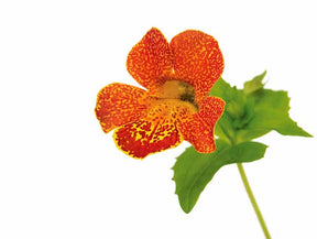 Mimulus orange glow