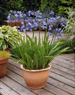 Collection 5 agapanthes (3 bleues. 2 blanches) - Agapanthus umbellatus, polar ice - Agapanthes