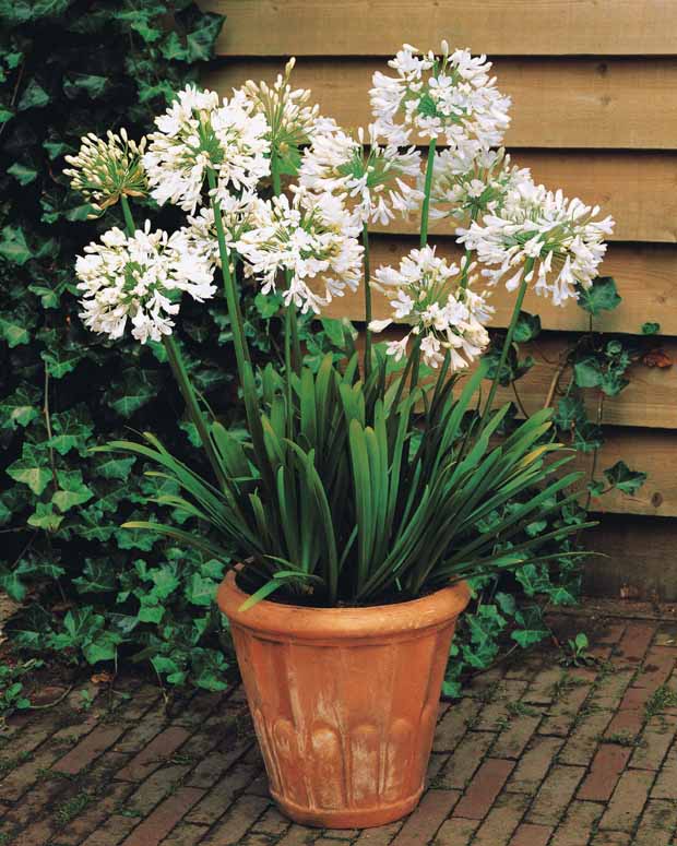 Collection 5 agapanthes (3 bleues. 2 blanches) - Agapanthus umbellatus, polar ice - Plantes vivaces