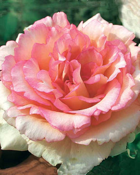 10 Rosiers buissons Souvenir de Baden Baden ® Korsouba - Rosa souvenir de baden baden ® korsouba - Plantes