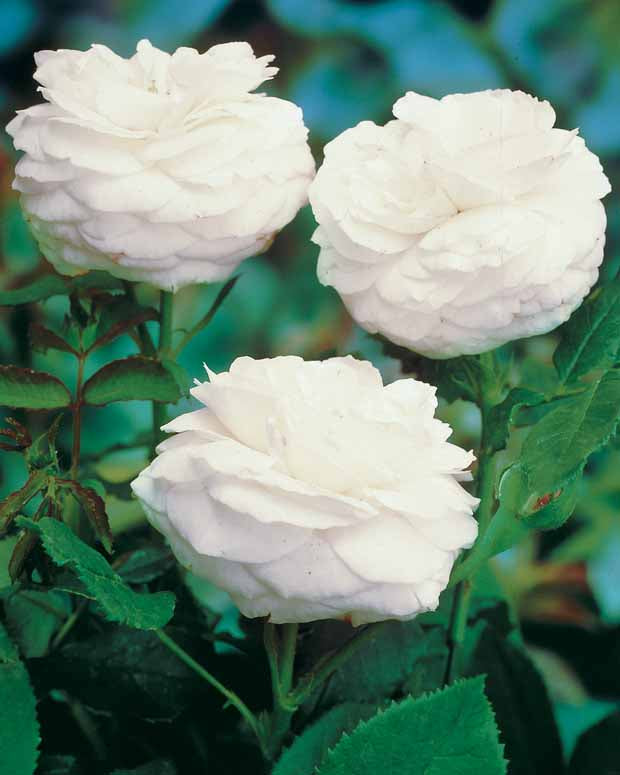 10 Rosiers botaniques Boule de Neige (Bourbon) - Rosa boule de neige - Plantes