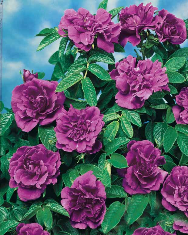 10 Rosiers botaniques Hansa - Rosa rugosa hansa - Plantes