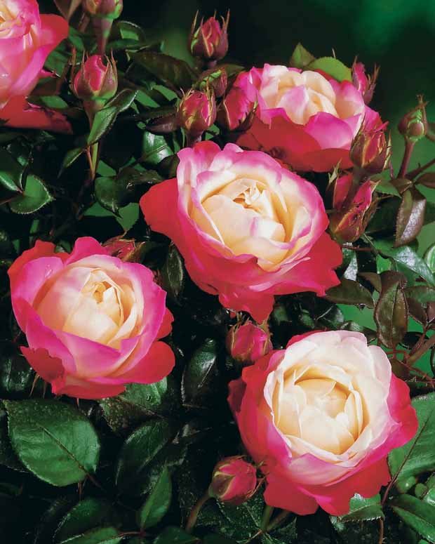10 Rosiers buissons Nostalgie ® - Rosa nostalgie ® - Plantes