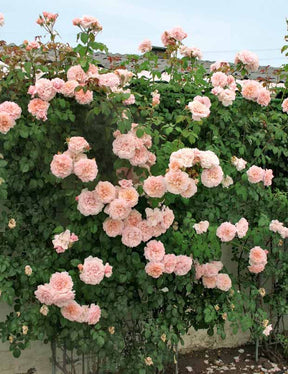 Collection 2 rosiers grimpants (Hella, Rose de Tolbiac) - Rosa rose de tolbiac , hella - Plantes