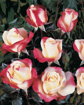 10 Rosiers buissons Nostalgie ® - Rosa nostalgie ® - Rosiers
