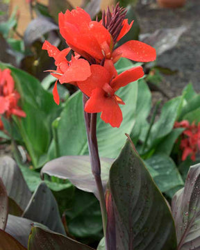 2 Cannas Nuit noire - Canna black night - Plantes