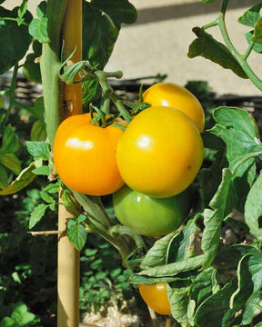 3 Plants Tomate Lemon Boy F1 - Solanum lycopersicum lemon boy f1 - Potager