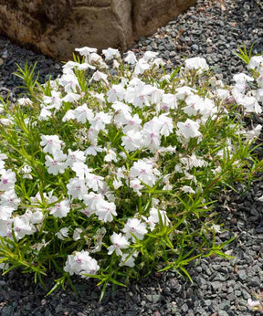 3 Phlox mousse Maischnee - Phlox subulata maischnee - Plantes