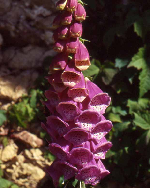 Digitale Gant de Notre dame - Digitalis purpurea - Plantes