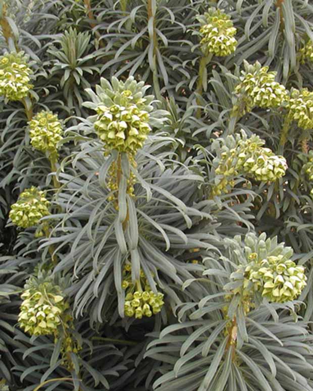 Euphorbe des garrigues - Euphorbia characias - Plantes vivaces