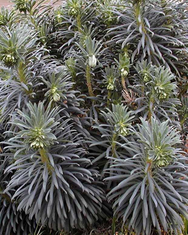 Euphorbe des garrigues - Euphorbia characias - Fleurs vivaces