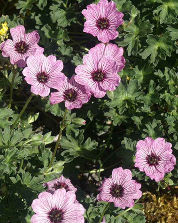 Géranium vivace à feuilles cendrées Ballerina - Geranium cinereum ballerina - Plantes