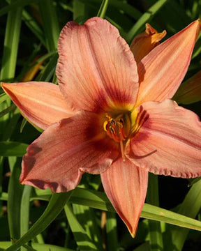 Hémérocalle Accepted Dare Lys d'un jour - Hemerocallis accepted dare - Plantes