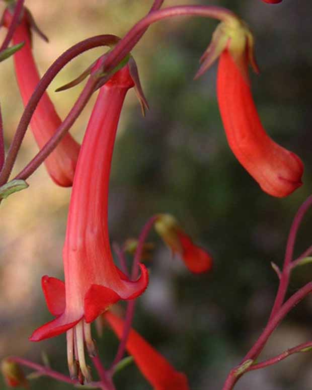 Fuchsia du Cap - Phygelius capensis - Plantes