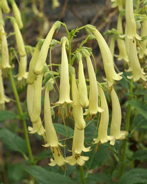 Fuschia du Cap Moonraker - Phygelius rectus moonraker - Plantes