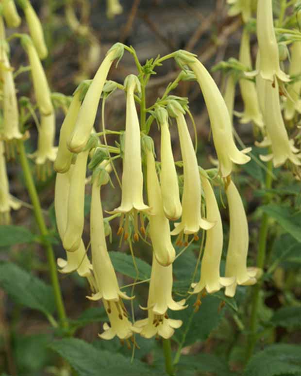 Fuschia du Cap Moonraker - Phygelius rectus moonraker - Plantes