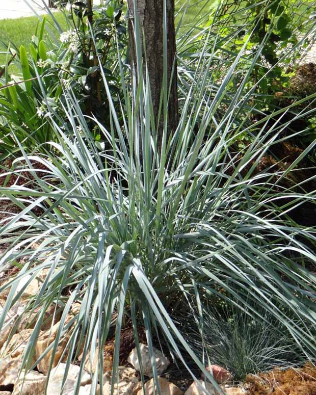 Agropyron du détroit de Magellan Chiendent pectiné Elyme bleue - Elymus magellanicus (agropyron) - Plantes