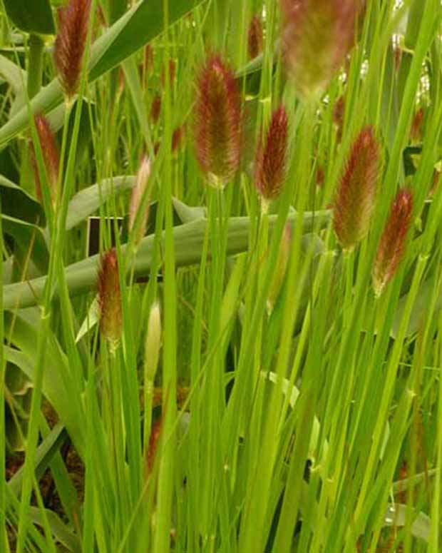 Herbe aux écouvillons de Thunberg Red Buttons - Pennisetum thunbergii red buttons (massaicum) - Plantes vivaces