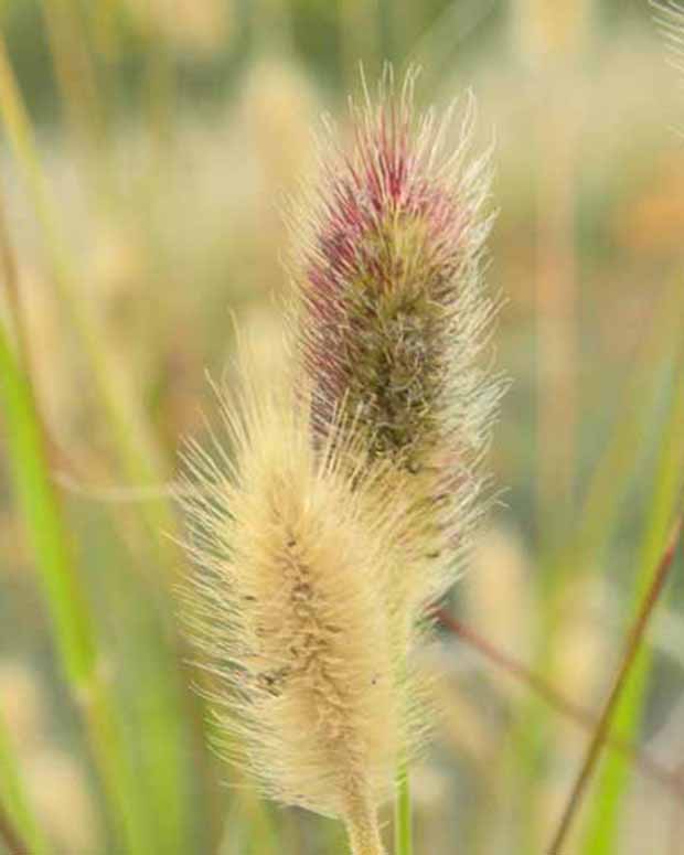 Herbe aux écouvillons de Thunberg Red Buttons - Pennisetum thunbergii red buttons (massaicum) - Graminées