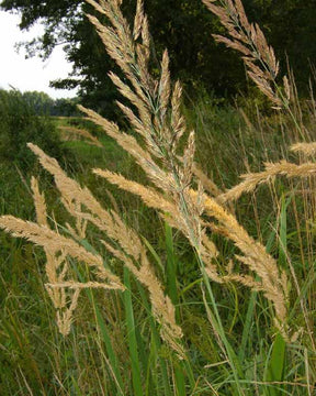 Roseau des bois - Calamagrostis epigejos - Plantes