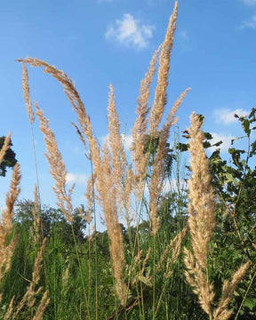 Roseau des bois - Calamagrostis epigejos - Plantes vivaces