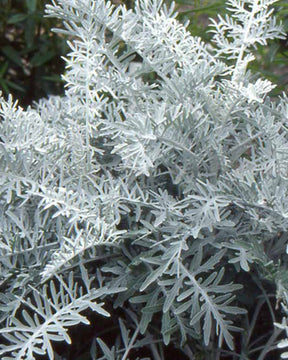 Centaurée cinéraire - Centaurea cineraria - Plantes