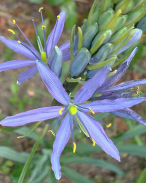 Camassia leichtlinii Caerulea - Camassia leichtlinii caerulea - Plantes