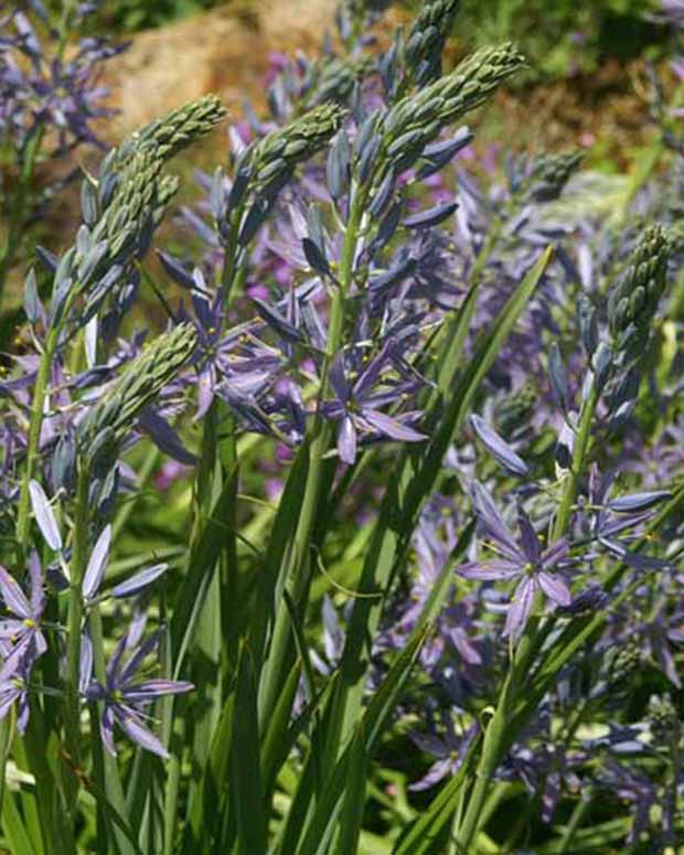 Camassia leichtlinii Caerulea - Camassia leichtlinii caerulea - Plantes vivaces