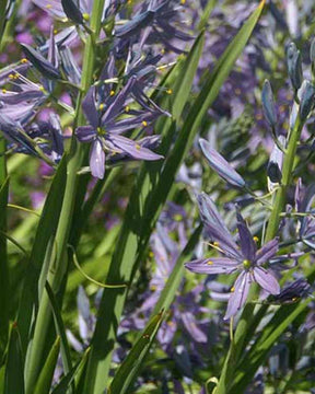 Camassia leichtlinii Caerulea - Camassia leichtlinii caerulea - Fleurs vivaces