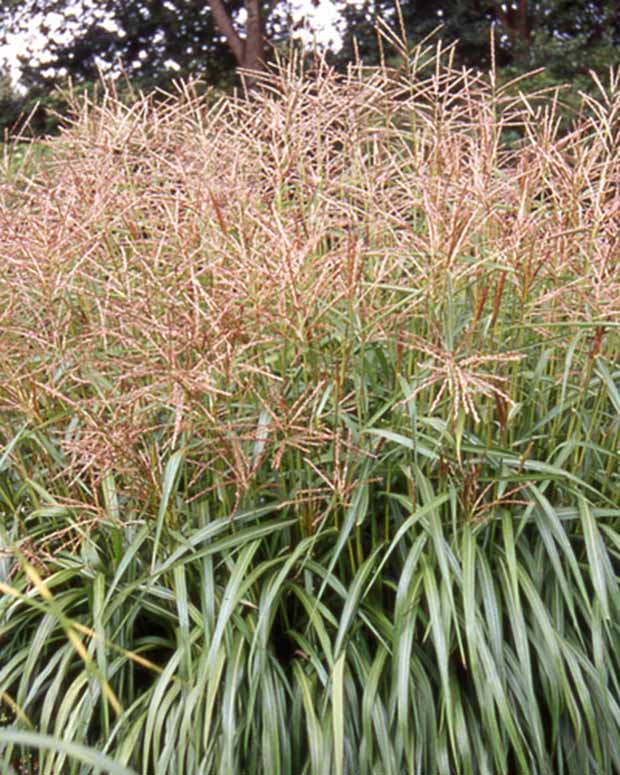 Eulalie Nippon - Miscanthus sinensis nippon - Plantes