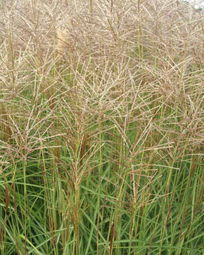 Eulalie Nippon - Miscanthus sinensis nippon - Plantes vivaces