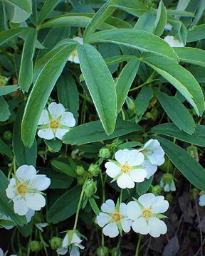 Potentille alba - Potentilla alba - Plantes