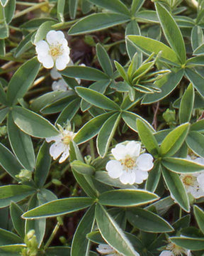 Potentille alba - Potentilla alba - Plantes vivaces